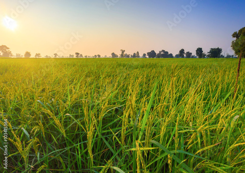 Rice Field of Farmer