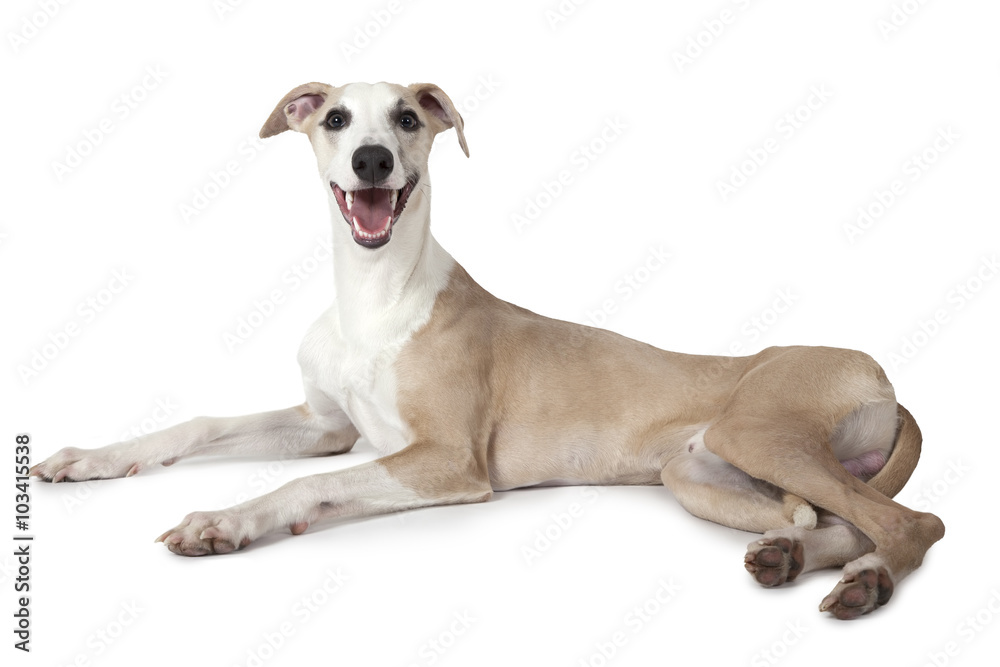 The Whippet dog lying over white