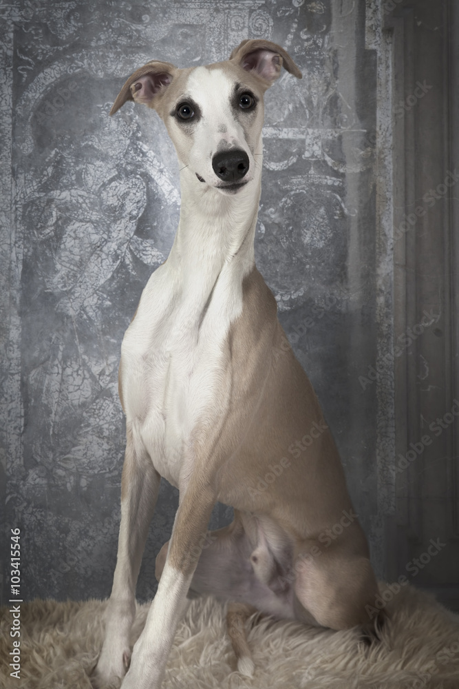 The Whippet dog indoors