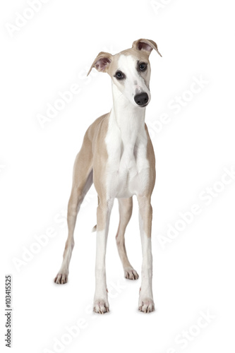 The Whippet  also English Whippet or Snap dog 