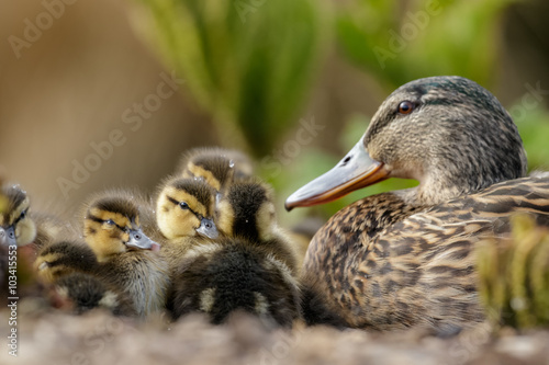 Cute Mallard Ducklings (Anas platyrhynchos) duckling family sleeping huddled with adult or parent