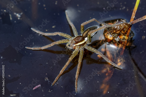 Young Raft Spider (Dolomedes fimbriatus)