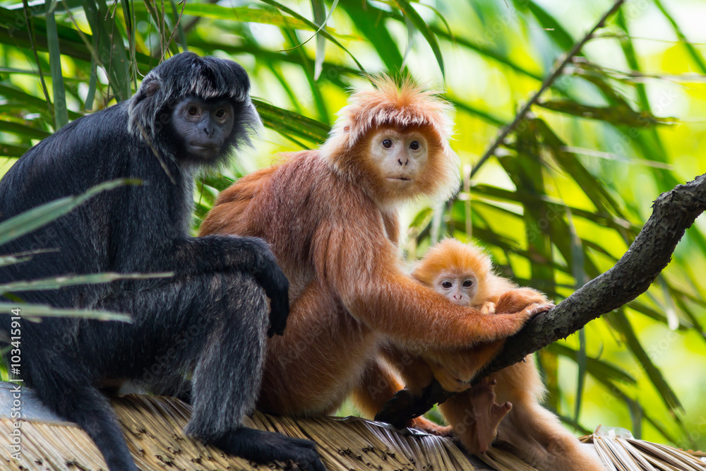 Obraz premium Javan lutung