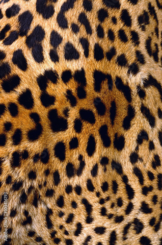 leopard Skin