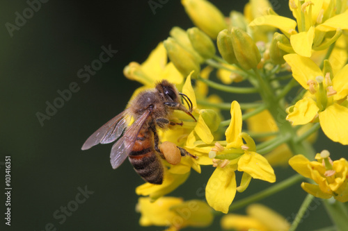 bee foraging a yellow flower in spring