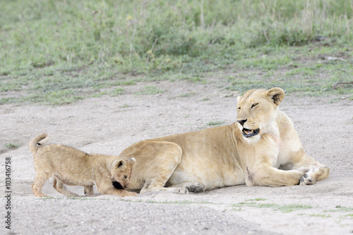 Lion cub (Panthera leo) playing with tail from mother, Serengeti national park, Tanzania.