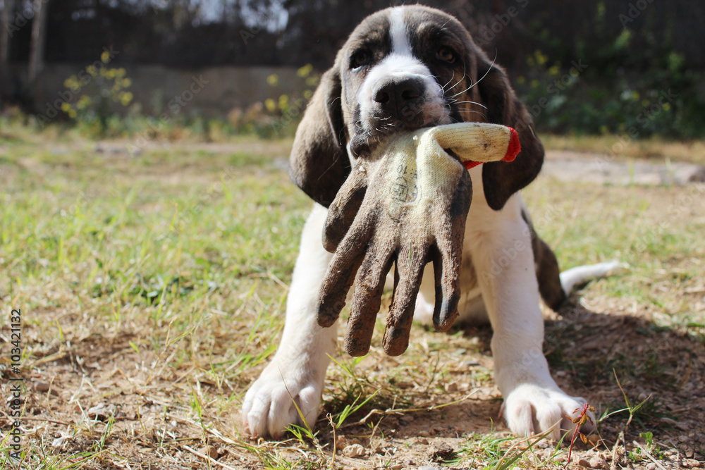 spanish mastiff puppy