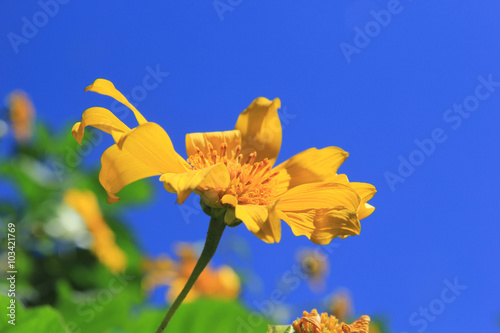 Tournesol / Sunflower