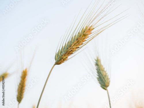 ears of wheat in the countryside field