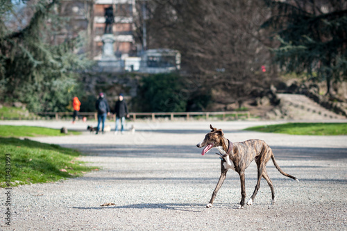 Cane levriero inglese tigrato che corre libero in un parco  cittadino © vpardi