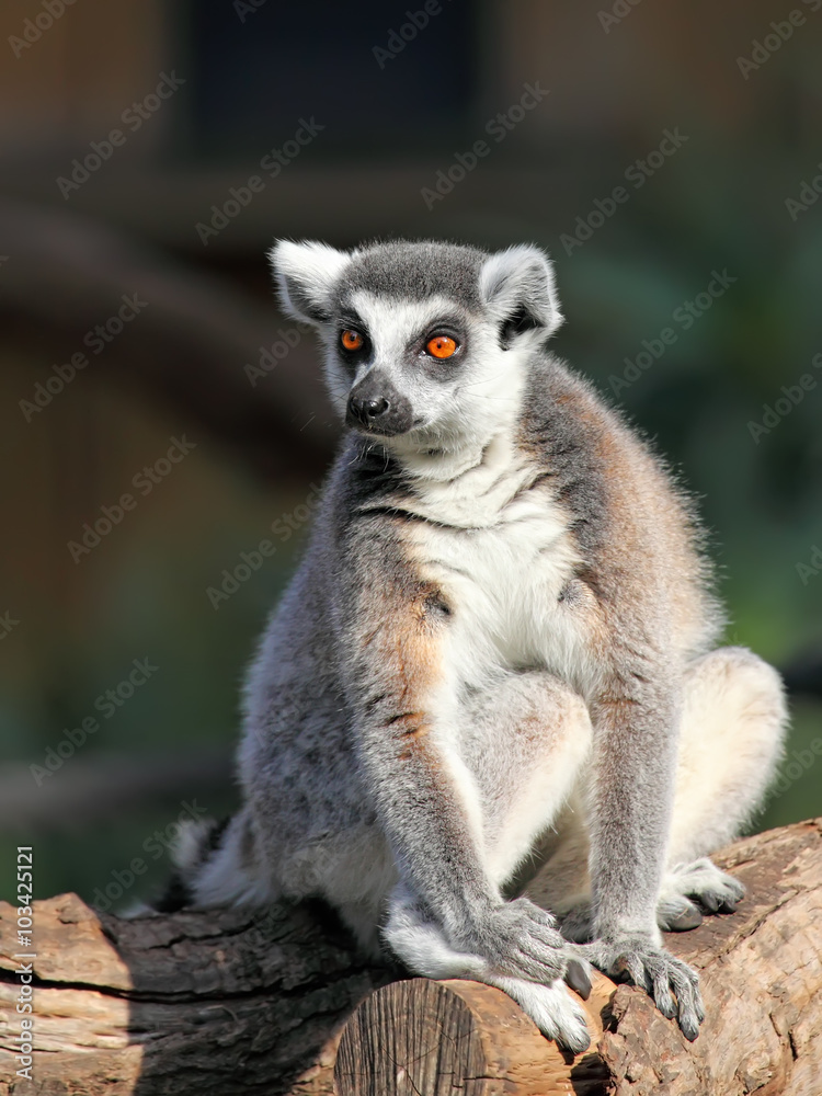 Ring-tailed Lemur Ring-tailed Lemur