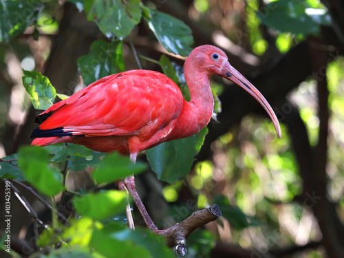 scarlet ibis
