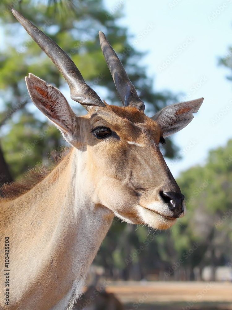 Tragelaphus oryx