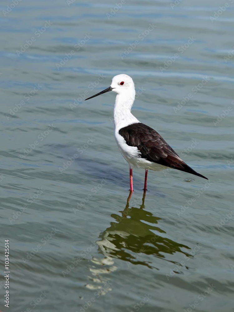 Water bird .The Black-winged Stilt or Common Stilt (Himantopus himantopus) Water bird .The Black-winged Stilt or Common Stilt (Himantopus himantopus)
