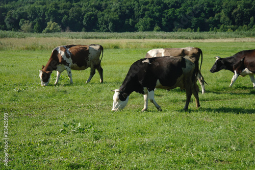Cows on green grass in the summertime © ekulik2011