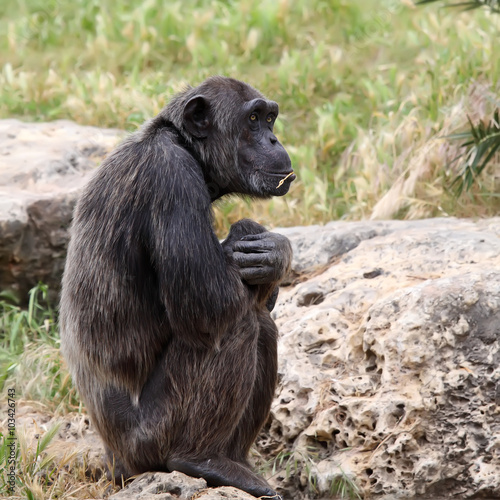 monkey sitting on a rock at the zoo © leonidp