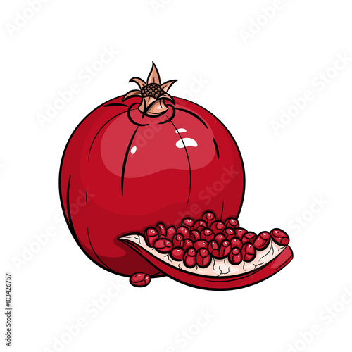 Vector garnet illustration on white background