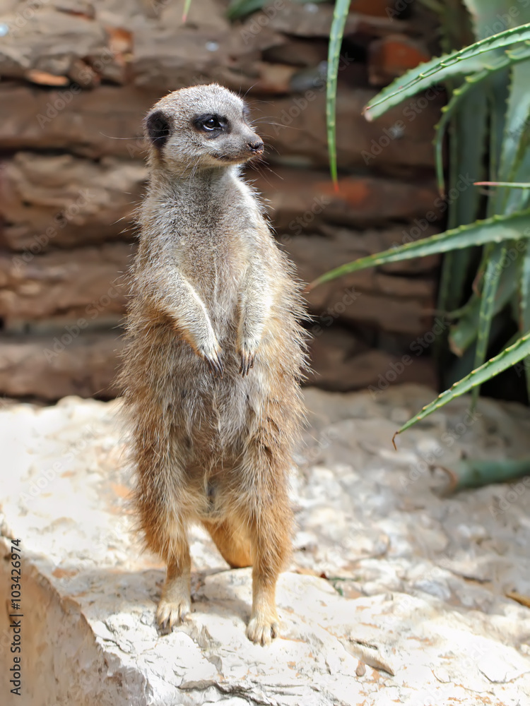 Fototapeta premium Portrait of a standing suricate on the stone