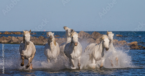 White Camargue Horses galloping along the sea beach. Parc Regional de Camargue. France. Provence. An excellent illustration
