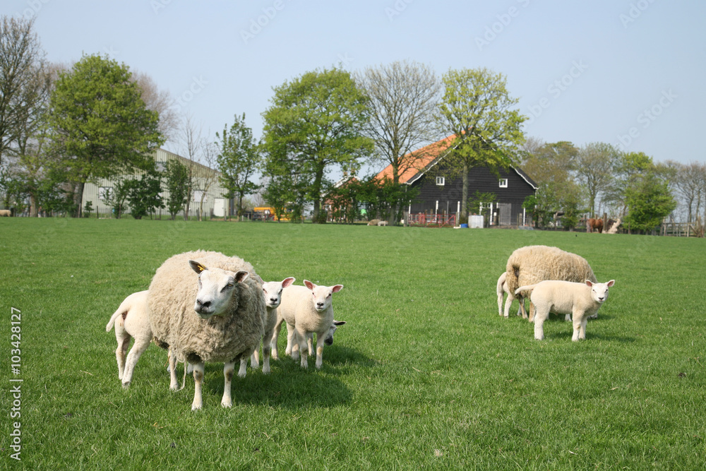 Fototapeta premium sheep with lamb in the meadow by a farm