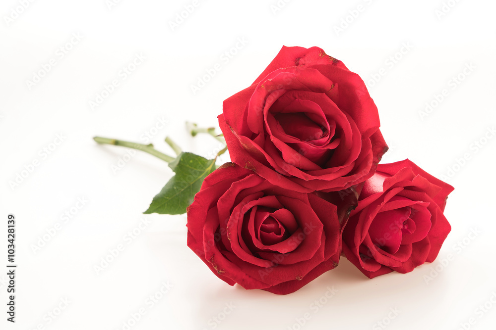 red rose red rose