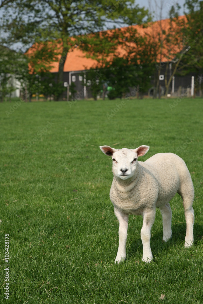 lamb in the meadow in front of a farm lamb in the meadow in front of a farm