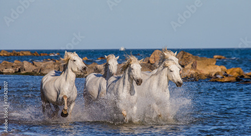 Fototapeta Naklejka Na Ścianę i Meble -  White Camargue Horses galloping along the sea beach. Parc Regional de Camargue. France. Provence. An excellent illustration