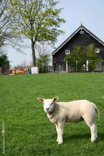 lamb in the meadow by a farm
