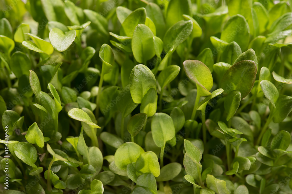 Green watercress microplants closeup after germination process Green watercress microplants closeup after germination process