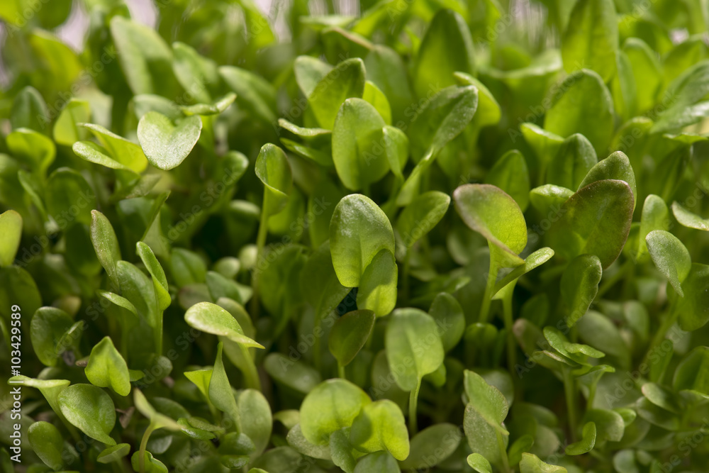 Green watercress microplants closeup after germination process Green watercress microplants closeup after germination process