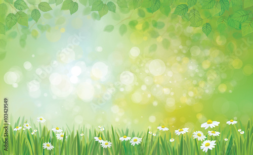 Vector summer background, leaves border and grass with chamomile