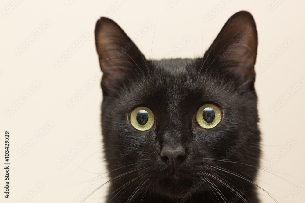 Black cat sitting in the apartment Black cat sitting in the apartment