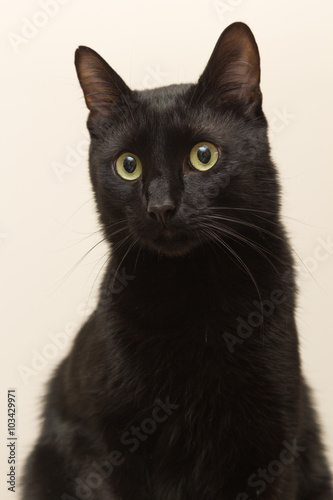 Black cat sitting in the apartment