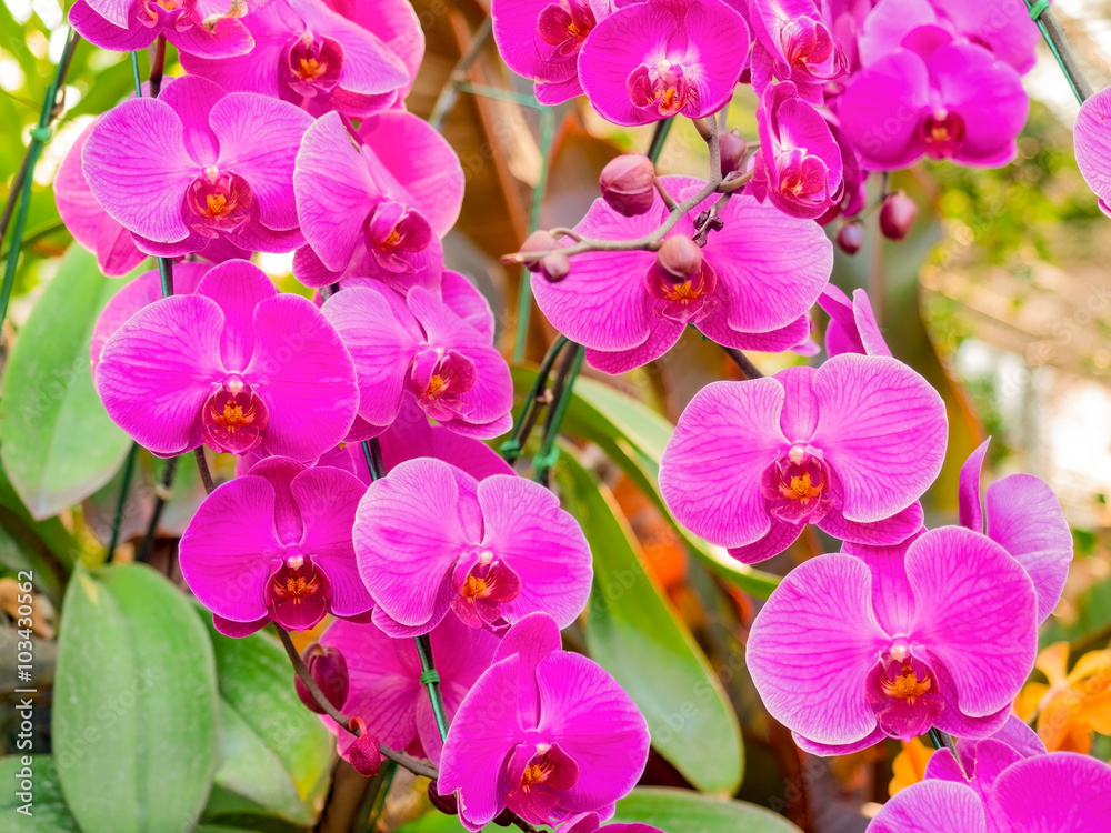 beautiful fresh vanda orchid flowers