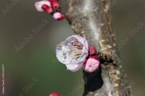 bocciolo di fiore albicocco, Prunus armeniaca. photo