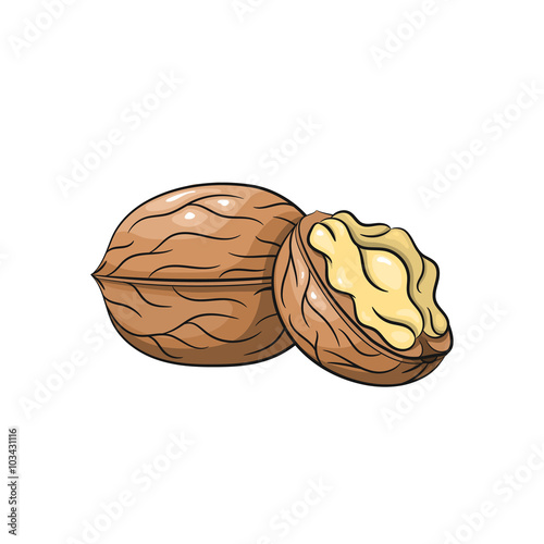 Vector walnut illustration on white background
