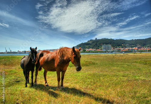Two horses grazing in Viana do Castelo, Portugal © Vector