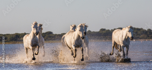 Fototapeta Naklejka Na Ścianę i Meble -  White Camargue Horses run in the swamps nature reserve. Parc Regional de Camargue. France. Provence. An excellent illustration