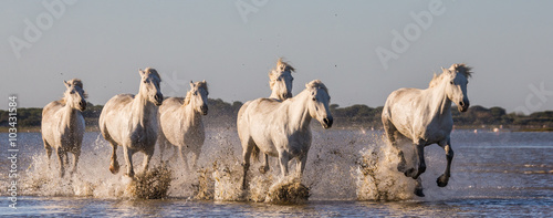 Fototapeta Naklejka Na Ścianę i Meble -  White Camargue Horses run in the swamps nature reserve. Parc Regional de Camargue. France. Provence. An excellent illustration