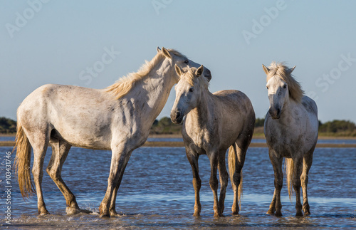 Fototapeta Naklejka Na Ścianę i Meble -  White Camargue Horses stand in the swamps nature reserve. Parc Regional de Camargue. France. Provence. An excellent illustration