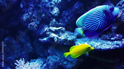 Underwater shot of rare fishes undersea