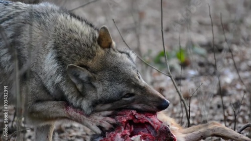 eating gray wolf in the forest