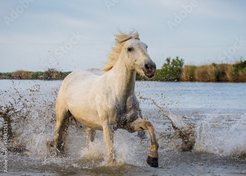 White Camargue Horse is runing in the swamps nature reserve. Parc Regional de Camargue. France. Provence. An excellent illustration © gudkovandrey