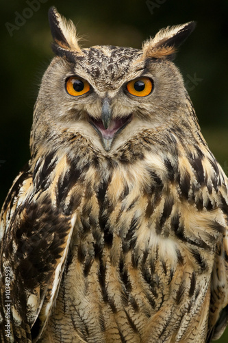 European Eagle Owl - Scottish Highlands © mrallen