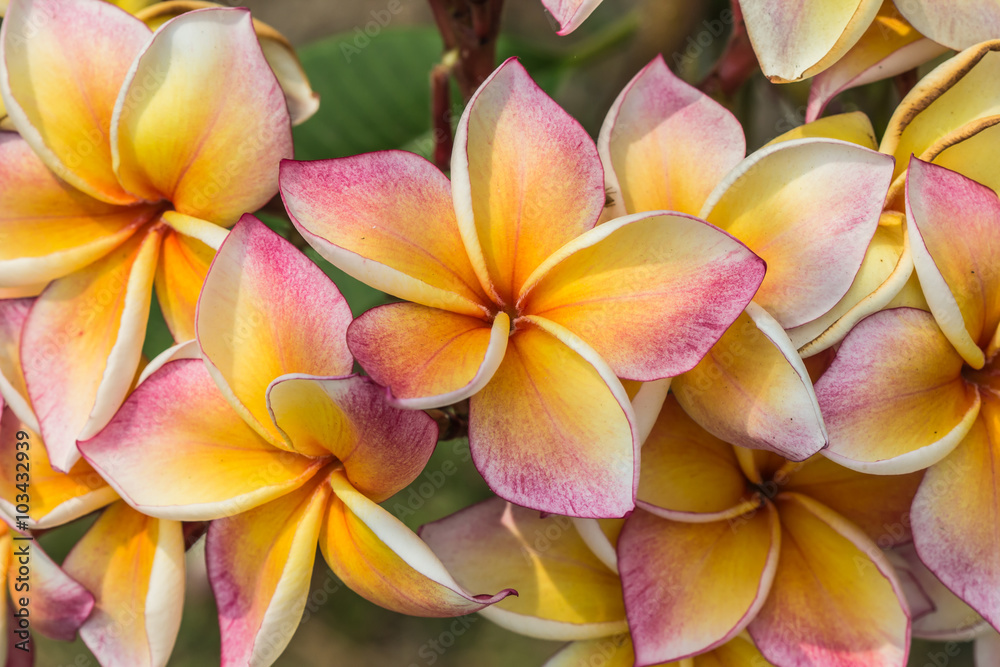 white , pink and yellow Plumeria on natural light background white , pink and yellow Plumeria on natural light background