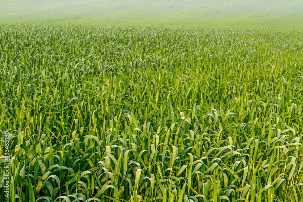 Wheat a field in spring Wheat a field in spring