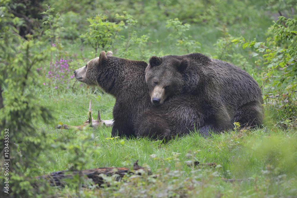 Fototapeta premium Bärenliebe