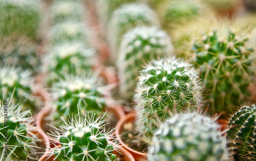 Close up of small cactus in the pots. Little Desert tree. Close up of small cactus in the pots. Little Desert tree.