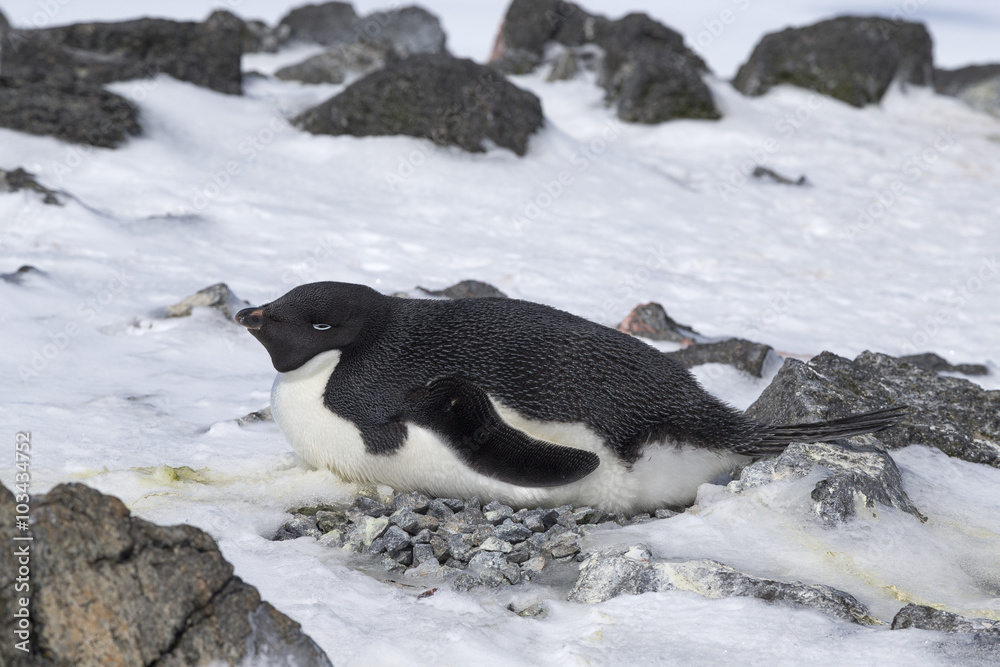 Obraz premium Adélie Penguin at his nest, Antarctica.