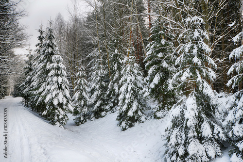  winter landscape